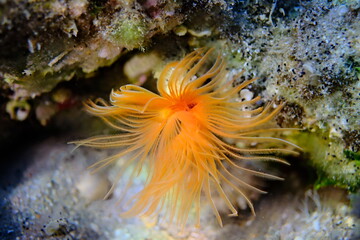 Polychaeta Smooth tubeworm or red-spotted horseshoe (Protula tubularia) undersea, Aegean Sea, Greece, Halkidiki, Pirgos beach
