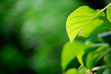 Vibrant green leaf in sharp focus with a soft, blurred natural background.