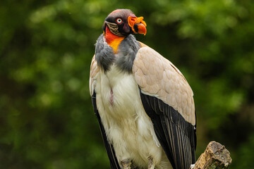 Portrait of king vulture with strict look