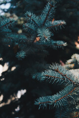 Branches of a green spruce in the forest. A beautiful fir branch with needles. Spruce close-up....