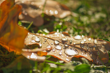 Close-up of a brown leaf with sparkling water droplets, illuminated by sunlight on a fresh morning.