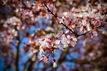 Selective focus of beautiful pink cherry blossom branches on tree under blue sky. Beautiful sakura flowers in spring season in park. Flora pattern texture. Natural floral background.
