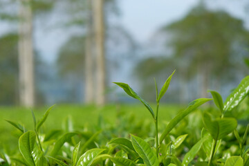 Closed up of green tea leaf shoots. Tea plantations in the mountains. Tea leaves that look fresh