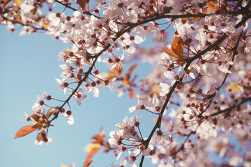 Natural floral background. Selective focus of beautiful pink cherry blossom branches on tree under blue sky. Beautiful sakura flowers in spring season in park. Flora pattern texture.