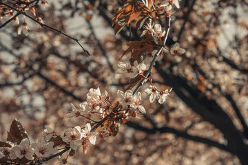 Wide header size. Shallow depth of field. Beautiful spring cherry blossom with blooms in pastel pink and white colors.