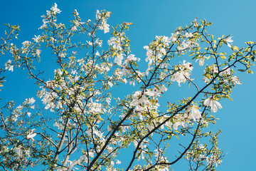 Lovely flowers close up. Tree diseases. Natural abstract background. Magnolia bloom. Blooming pink magnolia flowers on the branches. Magnolia trees in the spring botanical garden.
