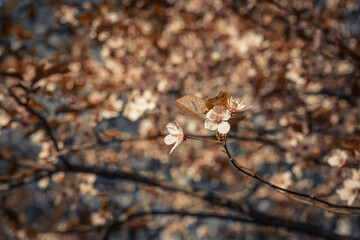 Selective focus of beautiful pink cherry blossom branches on tree under blue sky. Beautiful sakura flowers in spring season in park. Flora pattern texture. Natural floral background.