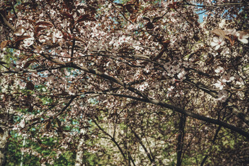 Beautiful sakura flowers in spring season in park. Flora pattern texture. Natural floral background. Selective focus of beautiful pink cherry blossom branches on tree under blue sky.