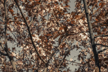 Beautiful sakura flowers in spring season in park. Flora pattern texture. Natural floral background. Selective focus of beautiful pink cherry blossom branches on tree under blue sky.