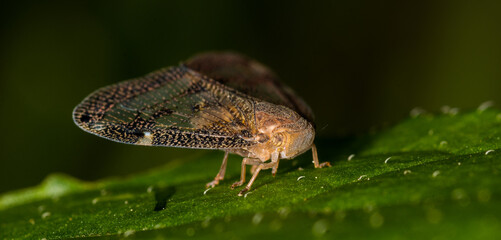 Obraz premium close up of garden pest the Passionvine hopper on a leaf