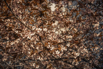 Beautiful sakura flowers in spring season in park. Flora pattern texture. Natural floral background. Selective focus of beautiful pink cherry blossom branches on tree under blue sky.