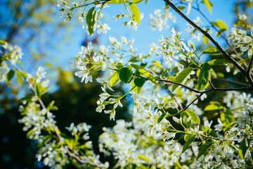 Branches with beautiful and light-colored Apple tree blossoms in a springtime garden. Macro natural background. Spring blossom background. White apple blossom.