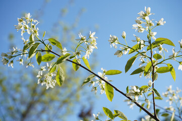Branches with beautiful and light-colored Apple tree blossoms in a springtime garden. Macro natural background. Spring blossom background. White apple blossom.