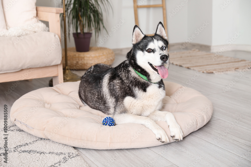 Canvas Prints Adorable Husky dog on pet bed at home