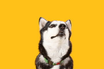Adorable Husky dog on yellow background
