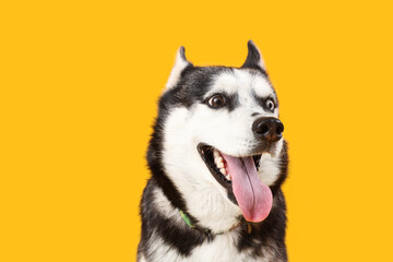 Adorable Husky dog on yellow background