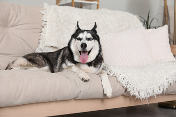 Adorable Husky dog on sofa at home