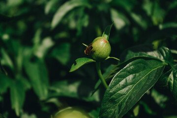 Obraz premium Closed bud of red peony in a flower garden with a bee sitting on it. Pink fresh peonies. Unopened bud of peonies in the garden. Colorful pink peony on green background.
