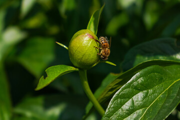 Closed bud of peony in garden with a bee sitting on it. Pink fresh peonies. Unopened bud of peonies in the garden. Colorful pink peony on green background. Bee in the process of pollinating a flower.