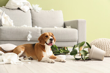 Naughty Beagle dog with torn pillows, toilet paper rolls and overturned houseplant lying on floor...