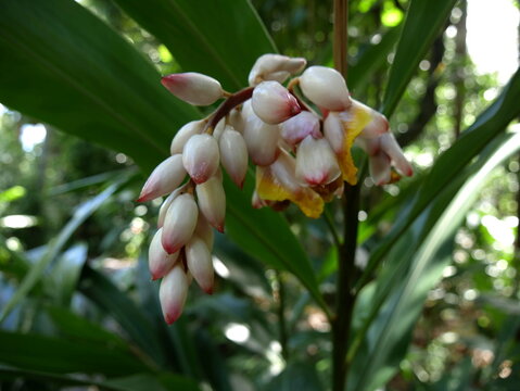 Alpinia zerumbet flowers or shell ginger flower close up in the jungle