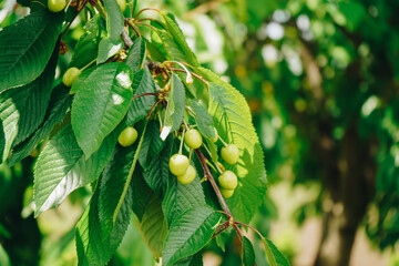 Green cherry ripen on a tree in an orchard. Branch of unripe cherries on a tree. Ripening cherries on tree branch against blue sky, closeup. Young green cherry fruits against a blue sky.