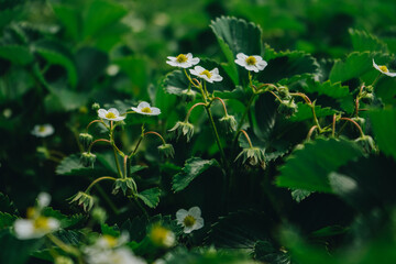 Obraz premium Strawberries bloomed in the garden. Planting strawberries technology in agriculture. White strawberry flowers in green foliage in the garden, close-up. Flowering strawberry bushes in the garden.