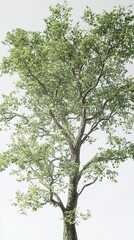 Fototapeta premium Tall Tree with Lush Green Foliage Against a White Sky