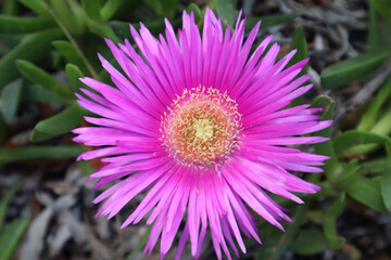 Fototapeta premium Carpobrotus succulent with bright pink flowers and green leaves
