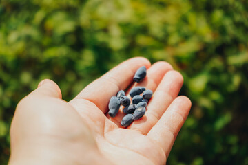 An open hand holding ripe haskap berries by the tree, close up. Honeyberries picked from a tree....
