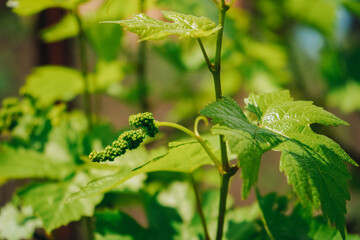 Art abstract spring background natural greenery. Leaves green background. Front view of green leaf in the garden. Plant flower bush shrub green tree isolated.