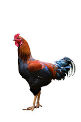 Majestic Rooster Close-Up Highlighting Vibrant Feathers