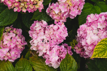 Fototapeta premium Purple Hydrangea flower in a garden. Pink hydrangea flowers in the garden with blurred bokeh background.