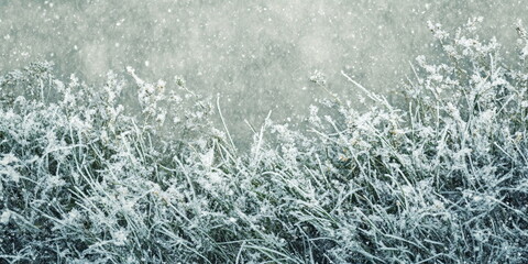 Fototapeta premium Winter wallpaper wallpapers background backgrounds with sun, sunny, grass, snow, ice, frost and bokeh
