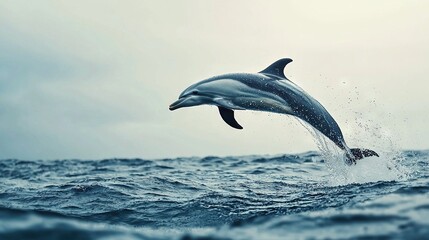 Naklejka premium A dolphin leaps from the water with its mouth wide open and head above the surface