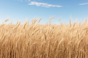 Obraz premium Plant background field backgrounds outdoors.