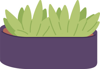 Home garden plant. Green succulent. Urban jungle pot