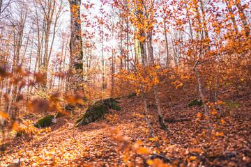 Foliage at Abruzzo National Park, Italy