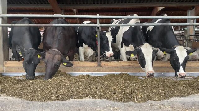 cows on the farm