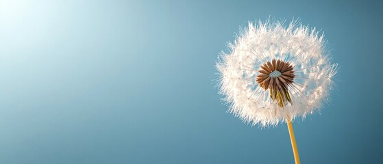 A close up of a dandelion puff against a clear sky