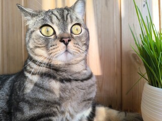 Scottish straight-eared grey striped cat. High quality photos