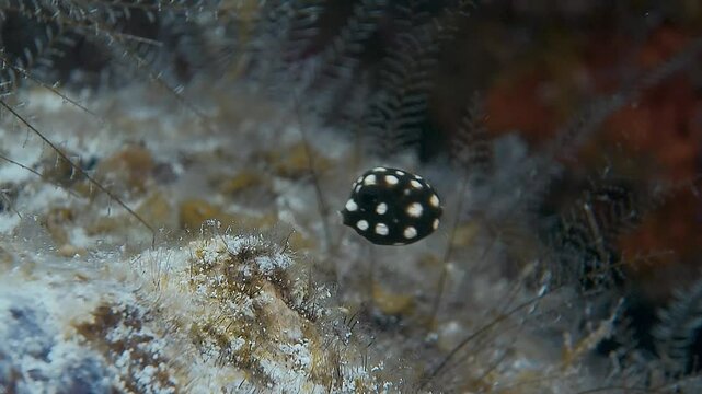 A charming little black boxfish with white spots gently touches the reef as it seems to &ldquo;kiss&rdquo; it before swimming off into the lagoon. Check my portfolio for more footage of boxfish behavior