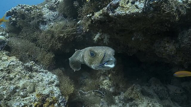 A cleaner wrasse cleans a porcupinefish&rsquo;s teeth on a coral reef.