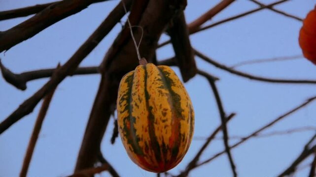 Paisaje rural con un jard&iacute;n de calabazas en octubre