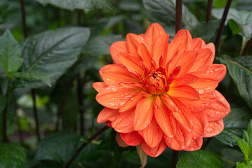 Orange decorative Dahlia Dark foliage