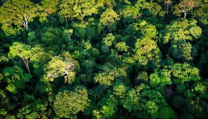 Naklejka premium Lush Green Canopy of Tropical Rainforest from Above