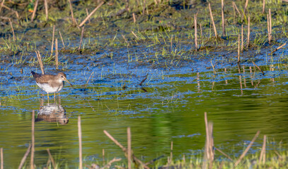 Lesser yellowlegs bird wading in a shallow pond.
