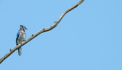 Portrait of a blue jay perched on a bare tree branch.