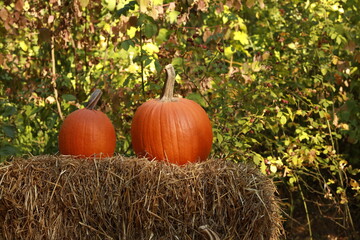 Holiday decoration of pumpkins on hay