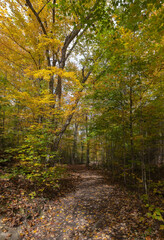 Trail at Ragged River Park near Algonquin Park Ontario with foliage in autumn colours 
